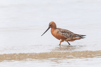 Bar-tailed Godwit