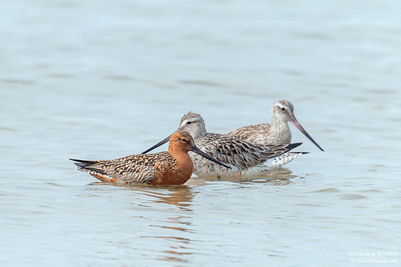 Bar-tailed Godwit
