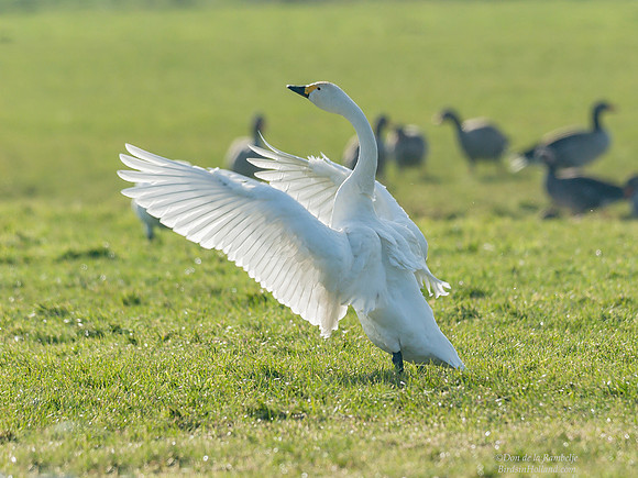 Bewick's Swan