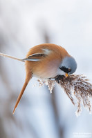 Bearded Reedling