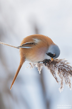 Bearded Reedling