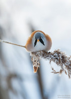 Bearded Reedling