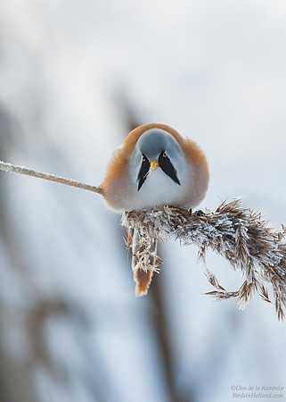 Bearded Reedling