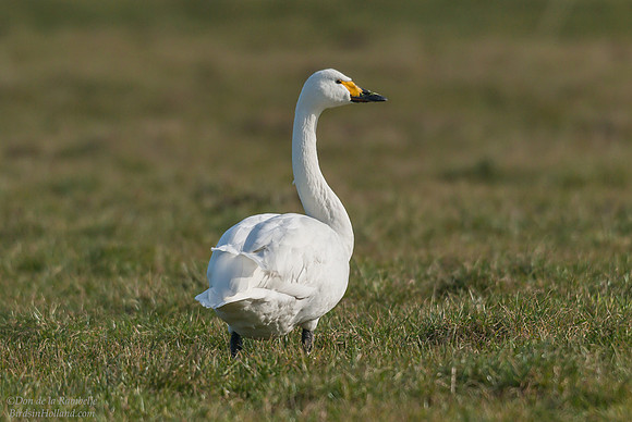 Bewick's Swan
