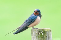 Barn Swallow