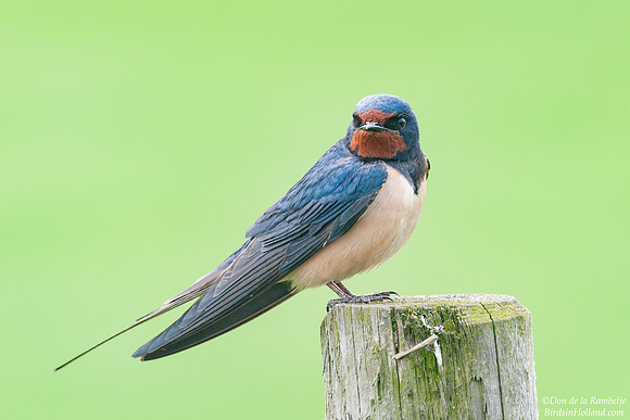 Barn Swallow