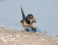 Barn Swallow