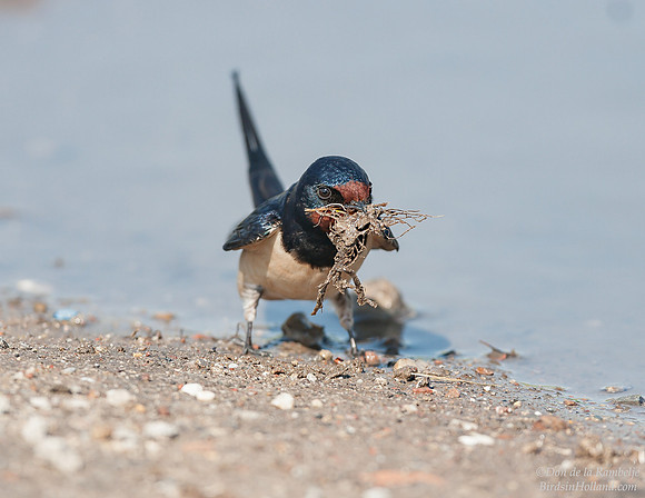Barn Swallow