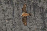 Bearded Vulture