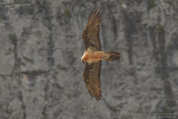 Bearded Vulture