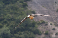 Bearded Vulture