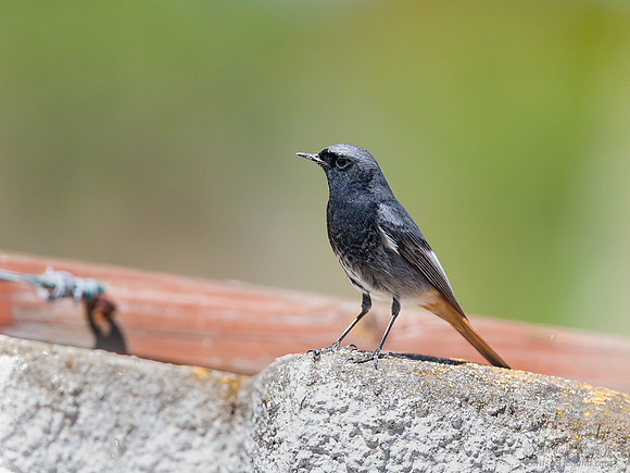 Black Redstart