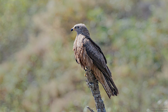 Black Kite