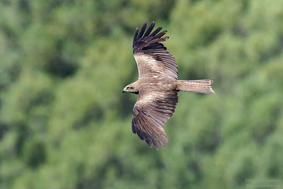 Black Kite