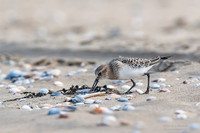 Baird's Sandpiper