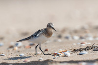 Baird's Sandpiper