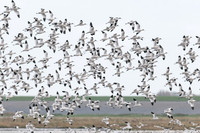 Avocet