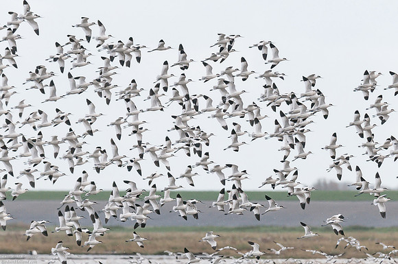 Avocet