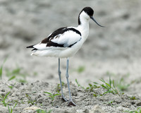 Avocet