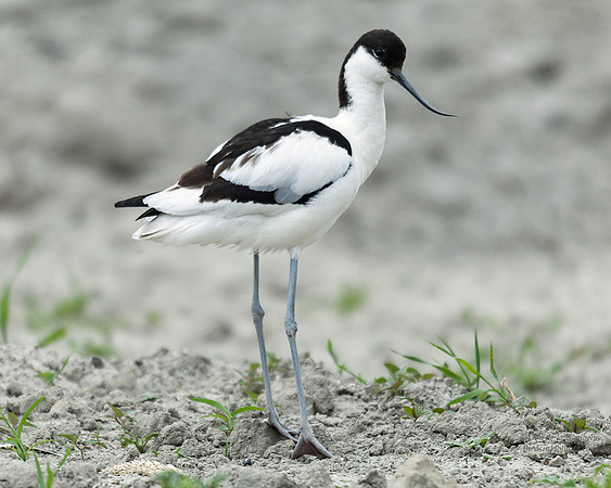 Avocet
