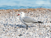 Audouin's Gull