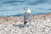 Audouin's Gull
