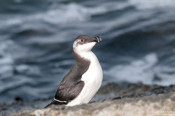 Auk