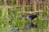 Baillon's Crake