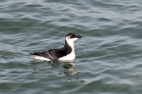 Auk