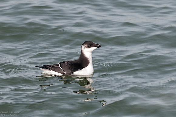 Auk