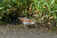 Baillon's Crake