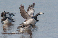 Barnacle Goose