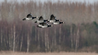 Barnacle Goose