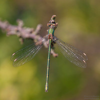 Emerald Damselfly