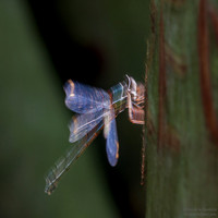 Emerald Damselfly