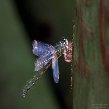 Emerald Damselfly