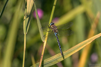 Migrant Hawker