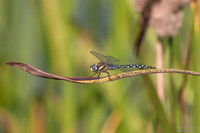 Migrant Hawker