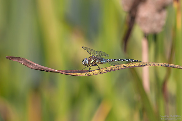 Migrant Hawker