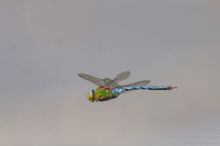 Dragonflies