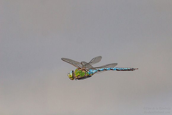Blue Emperor